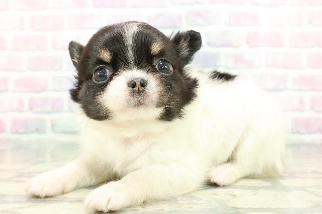 東京都のチワワ(ロング) (Coo&RIKU新宿三丁目店/2025年12月22日生まれ/女の子/ホワイトブラックタン)の子犬の2枚目の画像