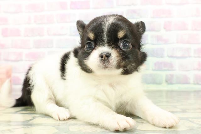 東京都のチワワ(ロング) (Coo&RIKU新宿三丁目店/2025年12月22日生まれ/女の子/ホワイトブラックタン)の子犬の3枚目の画像