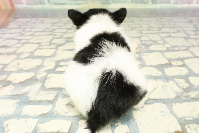 東京都のチワワ(ロング) (Coo&RIKU新宿三丁目店/2025年12月22日生まれ/女の子/ホワイトブラックタン)の子犬の4枚目の画像