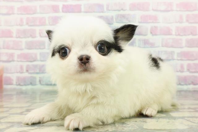 東京都のチワワ(ロング) (Coo&RIKU三軒茶屋店/2025年12月16日生まれ/男の子/ホワイトブラックタン)の子犬の2枚目の画像