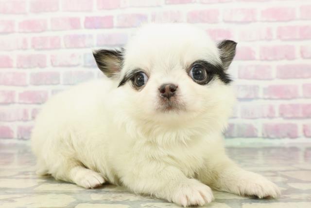 東京都のチワワ(ロング) (Coo&RIKU三軒茶屋店/2025年12月16日生まれ/男の子/ホワイトブラックタン)の子犬の3枚目の画像