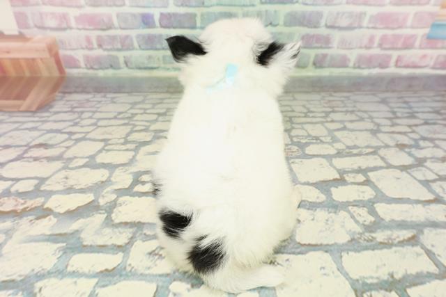 東京都のチワワ(ロング) (Coo&RIKU三軒茶屋店/2025年12月16日生まれ/男の子/ホワイトブラックタン)の子犬の4枚目の画像