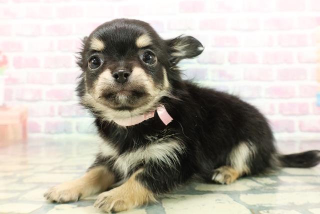 長野県のチワワ(ロング) (Coo&RIKU長野店/2025年12月8日生まれ/女の子/ブラックタン)の子犬の2枚目の画像