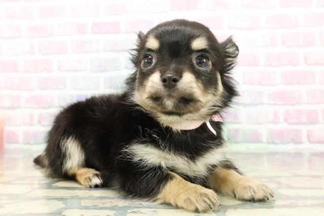 長野県のチワワ(ロング) (Coo&RIKU長野店/2025年12月8日生まれ/女の子/ブラックタン)の子犬の3枚目の画像