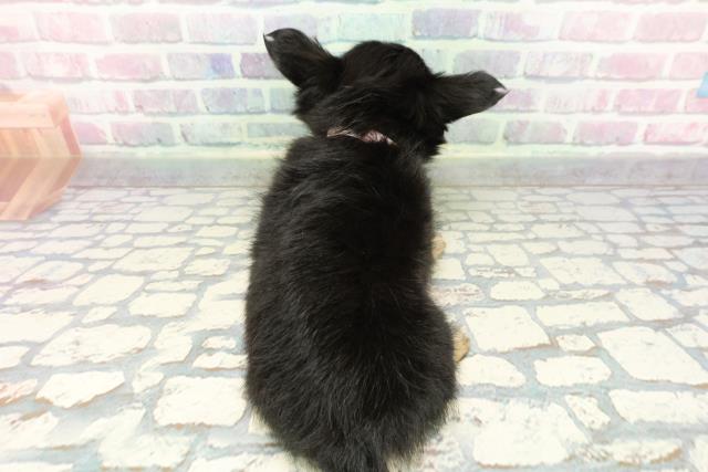 長野県のチワワ(ロング) (Coo&RIKU長野店/2025年12月8日生まれ/女の子/ブラックタン)の子犬の4枚目の画像