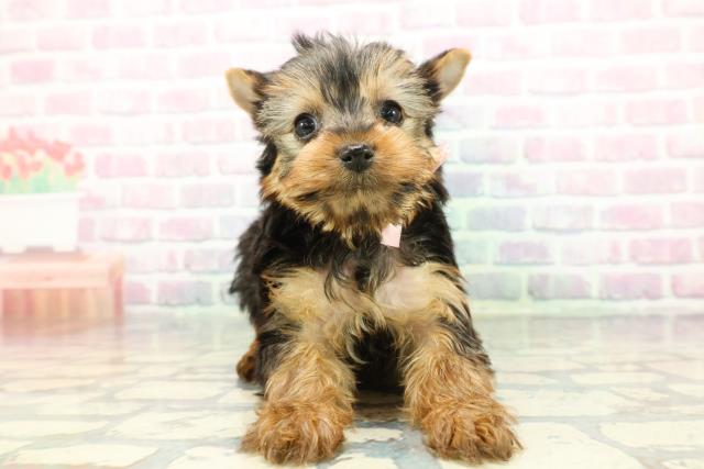 群馬県のヨークシャーテリア (Coo&RIKU伊勢崎店/2025年12月21日生まれ/女の子/スチールブルータン)の子犬の1枚目の画像