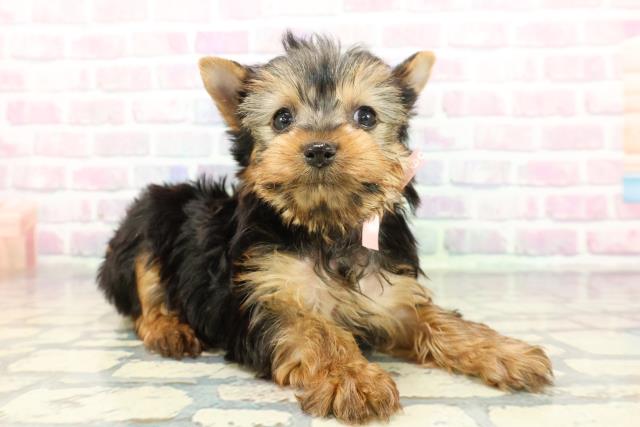 群馬県のヨークシャーテリア (Coo&RIKU伊勢崎店/2025年12月21日生まれ/女の子/スチールブルータン)の子犬の3枚目の画像