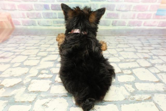 群馬県のヨークシャーテリア (Coo&RIKU伊勢崎店/2025年12月21日生まれ/女の子/スチールブルータン)の子犬の4枚目の画像
