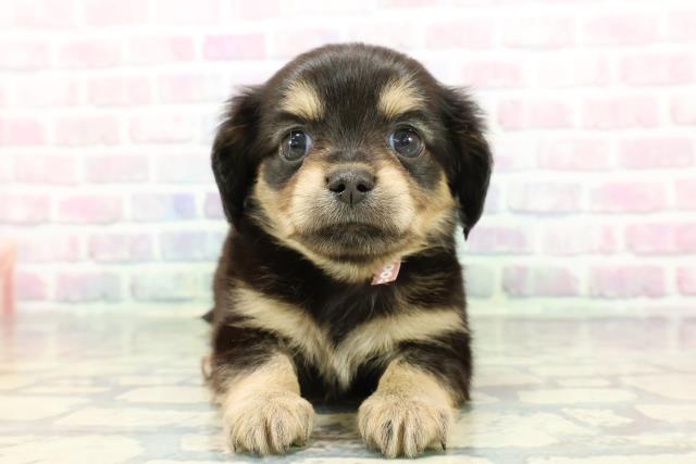 東京都のチワックス(チワワ×ダックス) (Coo&RIKU吉祥寺店/2025年12月23日生まれ/女の子/ブラックタン)の子犬の1枚目の画像