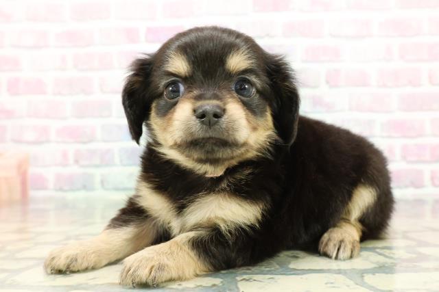 東京都のチワックス(チワワ×ダックス) (Coo&RIKU吉祥寺店/2025年12月23日生まれ/女の子/ブラックタン)の子犬の2枚目の画像