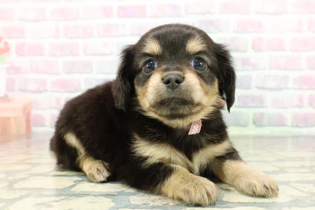 東京都のチワックス(チワワ×ダックス) (Coo&RIKU吉祥寺店/2025年12月23日生まれ/女の子/ブラックタン)の子犬の3枚目の画像