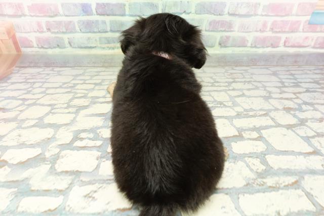 東京都のチワックス(チワワ×ダックス) (Coo&RIKU吉祥寺店/2025年12月23日生まれ/女の子/ブラックタン)の子犬の4枚目の画像