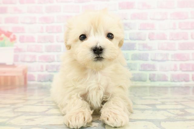 群馬県のマルプー(マルチーズ×プードル) (Coo&RIKU前橋店/2025年12月21日生まれ/女の子/クリーム)の子犬の1枚目の画像