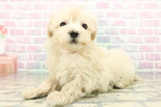 群馬県のマルプー(マルチーズ×プードル) (Coo&RIKU前橋店/2025年12月21日生まれ/女の子/クリーム)の子犬の2枚目の画像