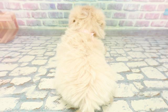 群馬県のマルプー(マルチーズ×プードル) (Coo&RIKU前橋店/2025年12月21日生まれ/女の子/クリーム)の子犬の4枚目の画像