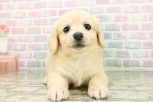 群馬県のチワックス(チワワ×ダックス) (Coo&RIKU前橋店/2025年12月23日生まれ/女の子/イエロー)の子犬の1枚目の画像