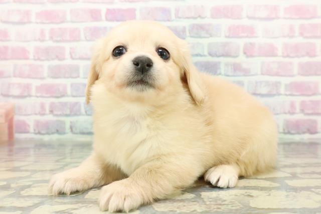 群馬県のチワックス(チワワ×ダックス) (Coo&RIKU前橋店/2025年12月23日生まれ/女の子/イエロー)の子犬の2枚目の画像