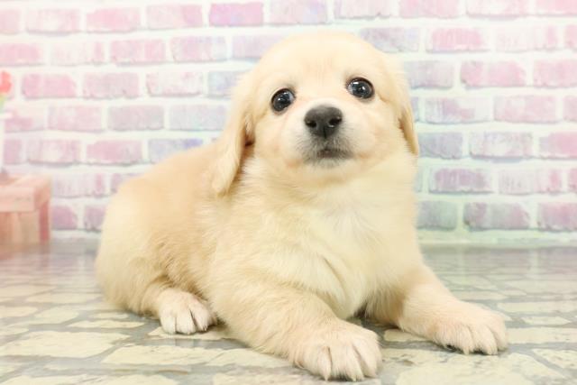 群馬県のチワックス(チワワ×ダックス) (Coo&RIKU前橋店/2025年12月23日生まれ/女の子/イエロー)の子犬の3枚目の画像