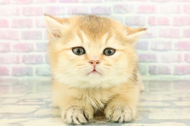 ブリティッシュショートヘアー