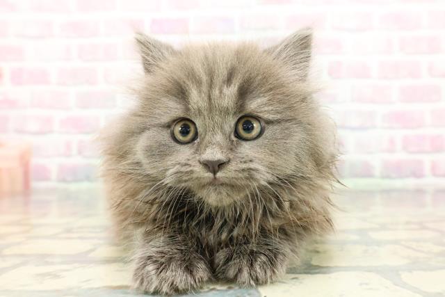 長野県のマンチカン (Coo&RIKU長野店/2025年12月22日生まれ/男の子/ブルー)の子猫の1枚目の画像