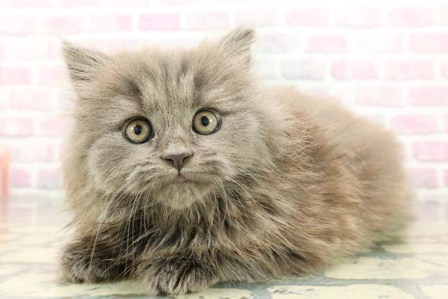 長野県のマンチカン (Coo&RIKU長野店/2025年12月22日生まれ/男の子/ブルー)の子猫の2枚目の画像