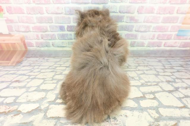 長野県のマンチカン (Coo&RIKU長野店/2025年12月22日生まれ/男の子/ブルー)の子猫の4枚目の画像