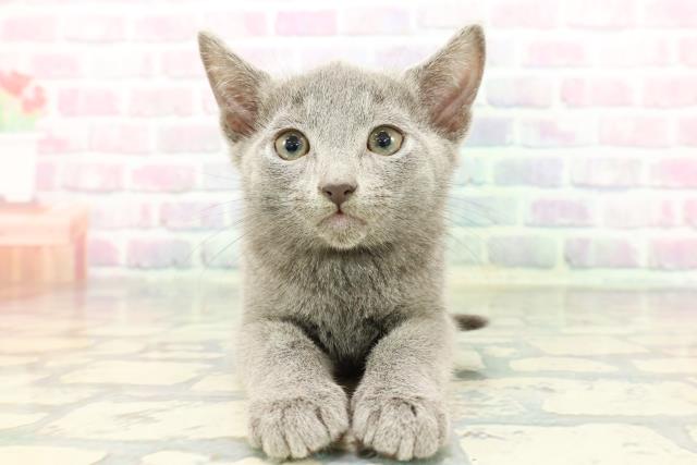 長野県のロシアンブルー (Coo&RIKU長野店/2025年12月22日生まれ/男の子/ブルー)の子猫の1枚目の画像