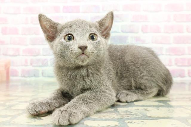 長野県のロシアンブルー (Coo&RIKU長野店/2025年12月22日生まれ/男の子/ブルー)の子猫の2枚目の画像
