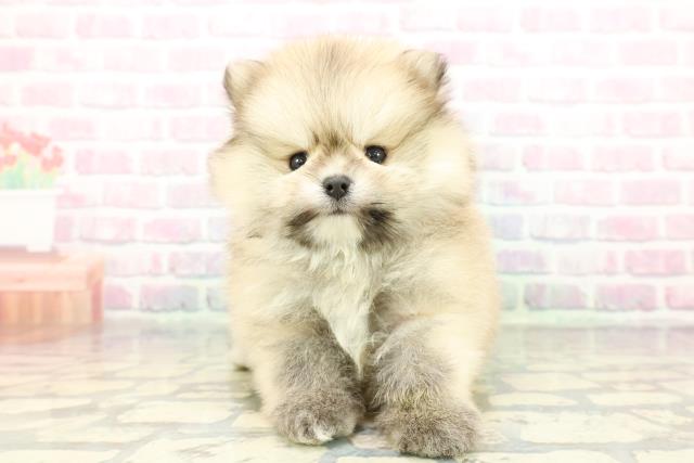 東京都のポメラニアン (Coo&RIKU新宿三丁目店/2025年12月20日生まれ/男の子/オレンジセーブル)の子犬の1枚目の画像