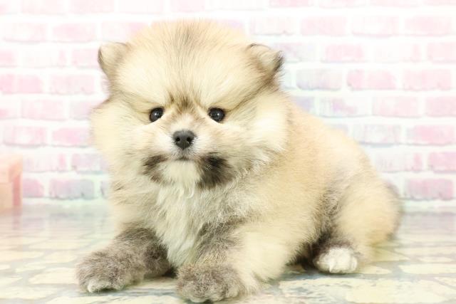 東京都のポメラニアン (Coo&RIKU新宿三丁目店/2025年12月20日生まれ/男の子/オレンジセーブル)の子犬の2枚目の画像