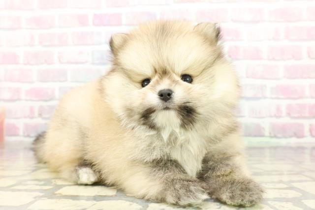 東京都のポメラニアン (Coo&RIKU新宿三丁目店/2025年12月20日生まれ/男の子/オレンジセーブル)の子犬の3枚目の画像