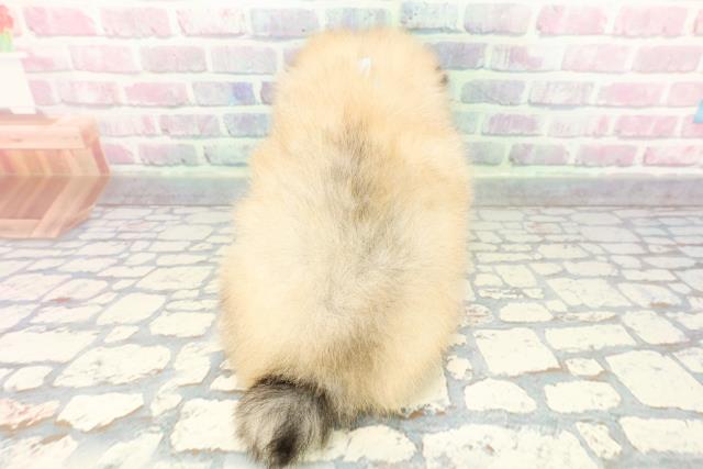 東京都のポメラニアン (Coo&RIKU新宿三丁目店/2025年12月20日生まれ/男の子/オレンジセーブル)の子犬の4枚目の画像