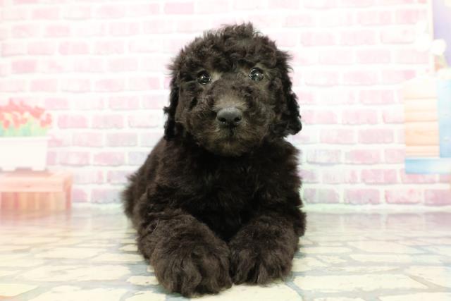 石川県のスタンダードプードル (Coo&RIKUイオン野々市南店/2025年12月23日生まれ/男の子/ブラック)の子犬