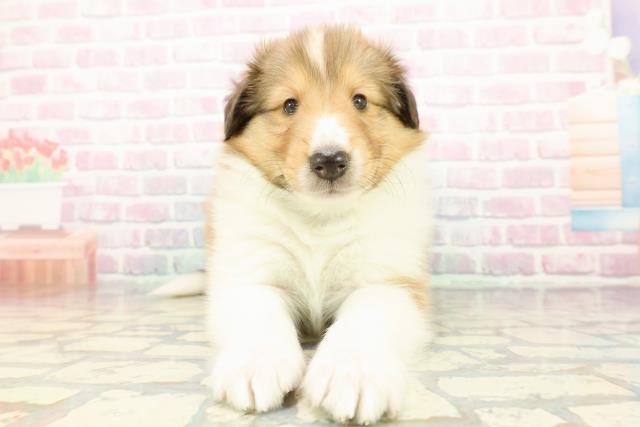 2025年12月22日生まれのシェットランドシープドッグ