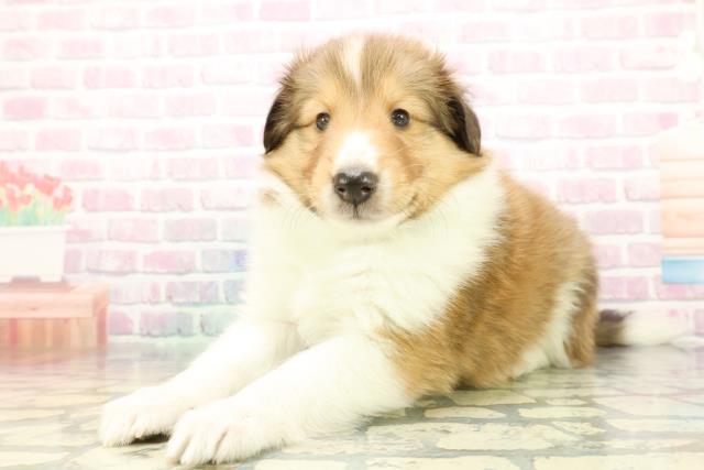 埼玉県のシェットランドシープドッグ (Coo&RIKU春日部店/2025年12月22日生まれ/男の子/セーブルホワイト)の子犬の2枚目の画像