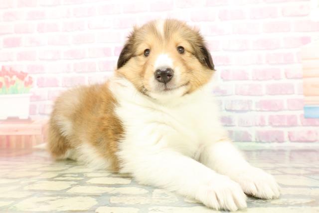 埼玉県のシェットランドシープドッグ (Coo&RIKU春日部店/2025年12月22日生まれ/男の子/セーブルホワイト)の子犬の3枚目の画像