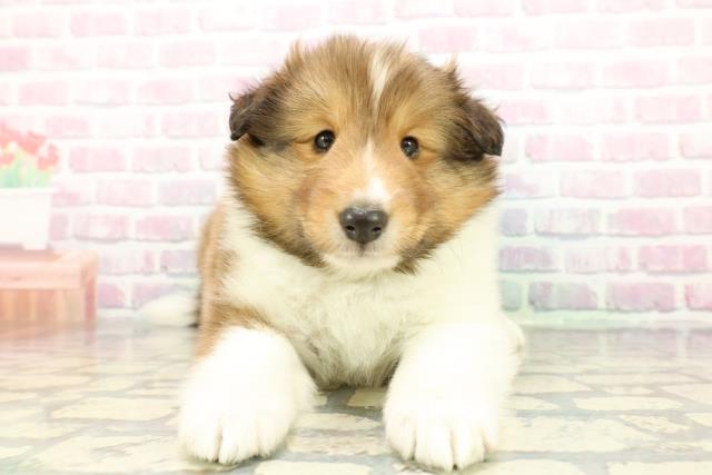 2025年12月22日生まれのシェットランドシープドッグ