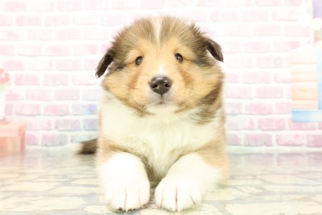 2025年12月22日生まれのシェットランドシープドッグ