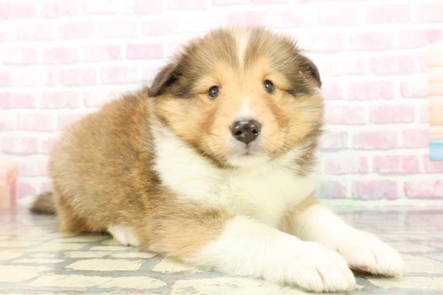 神奈川県のシェットランドシープドッグ (Coo&RIKU横浜青葉店/2025年12月22日生まれ/男の子/セーブルホワイト)の子犬の3枚目の画像