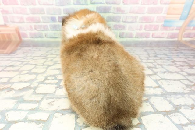 神奈川県のシェットランドシープドッグ (Coo&RIKU横浜青葉店/2025年12月22日生まれ/男の子/セーブルホワイト)の子犬の4枚目の画像