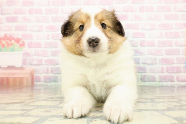 2025年12月22日生まれのシェットランドシープドッグ