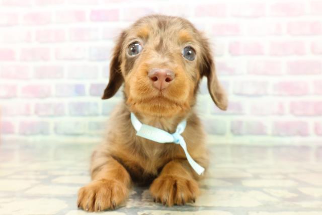 2025年12月15日生まれのミニチュアダックスフンド(ロング)