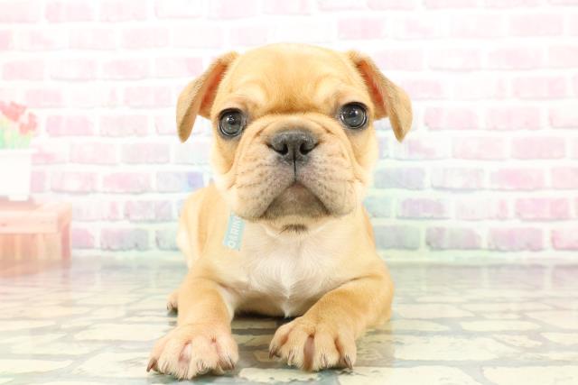 2025年12月23日生まれのフレンチブルドッグ