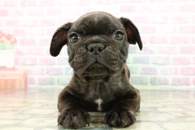 2025年12月23日生まれのフレンチブルドッグ