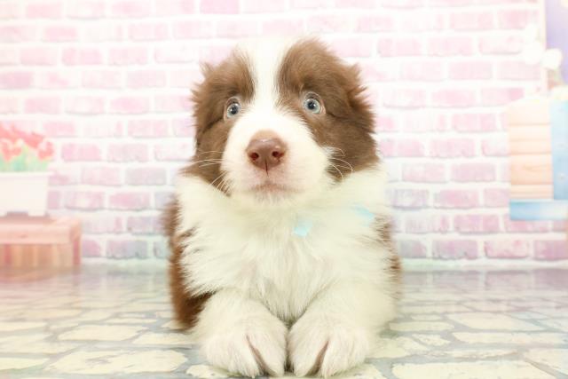 2025年12月22日生まれのボーダーコリー