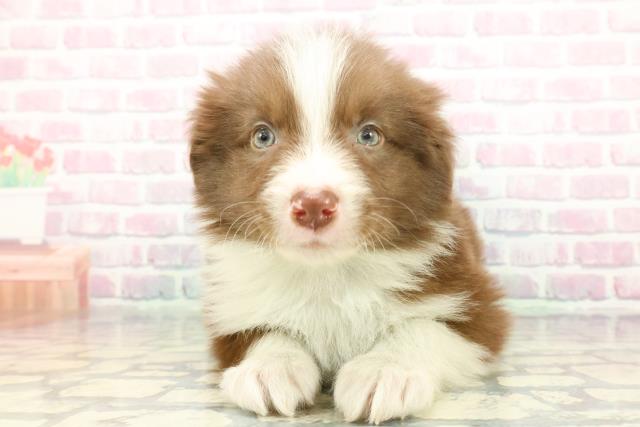 2025年12月22日生まれのボーダーコリー