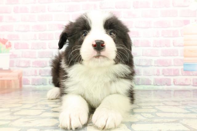 神奈川県のボーダーコリー (Coo&RIKU藤沢店/2025年12月22日生まれ/男の子/ブラックホワイト)の子犬の1枚目の画像