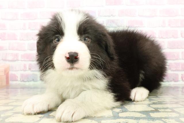 神奈川県のボーダーコリー (Coo&RIKU藤沢店/2025年12月22日生まれ/男の子/ブラックホワイト)の子犬の2枚目の画像