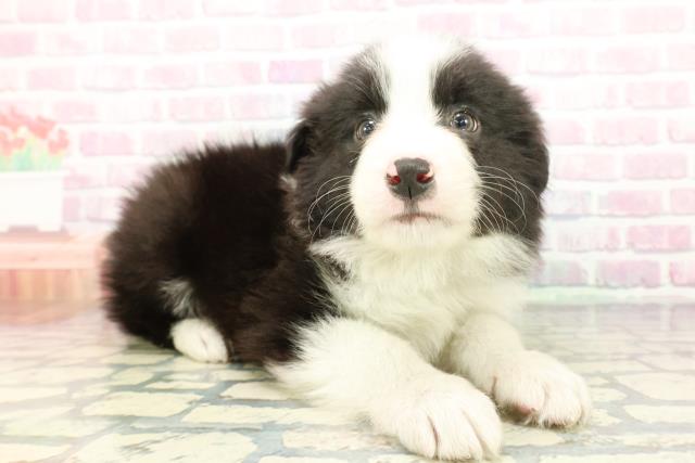 神奈川県のボーダーコリー (Coo&RIKU藤沢店/2025年12月22日生まれ/男の子/ブラックホワイト)の子犬の3枚目の画像