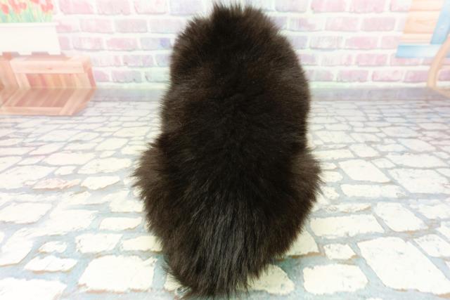 神奈川県のボーダーコリー (Coo&RIKU藤沢店/2025年12月22日生まれ/男の子/ブラックホワイト)の子犬の4枚目の画像